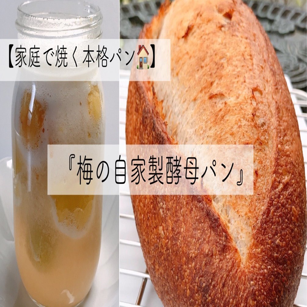 梅の自家製酵母パン｜ゆめねこキッチン