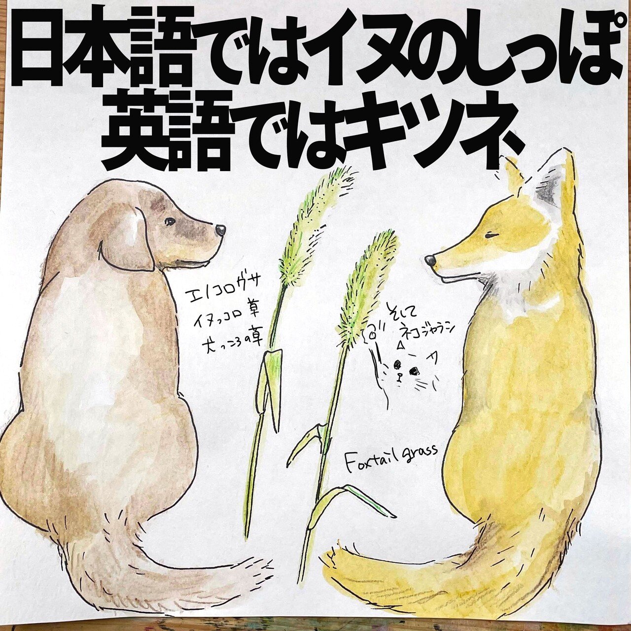アニメ 猫 キャラクター PSA10 ミュウ 25th UR 英語版 海外版
