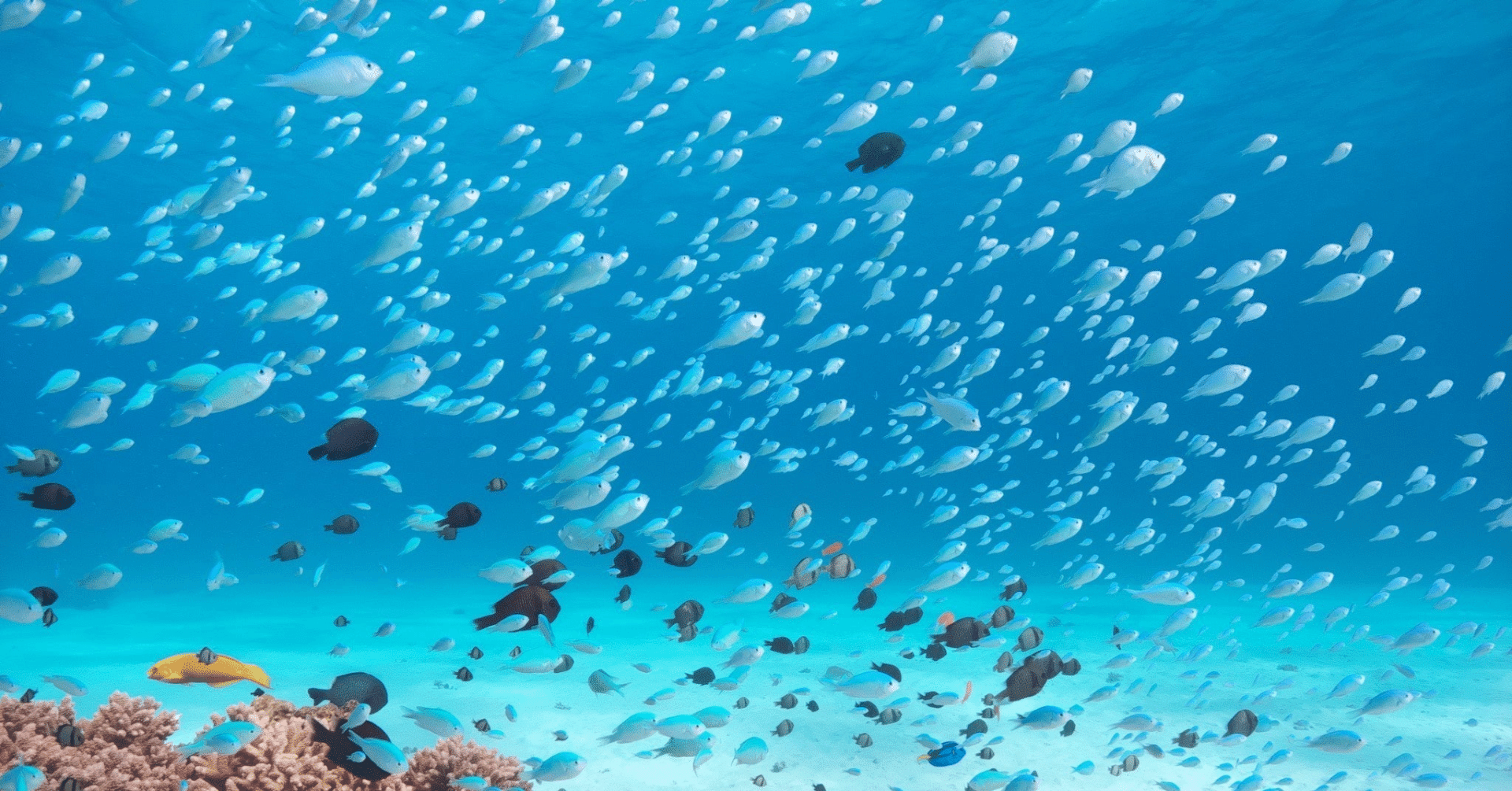 無料 海と地球のオンラインツアー ジャスミン 医師国家試験がんばる Note