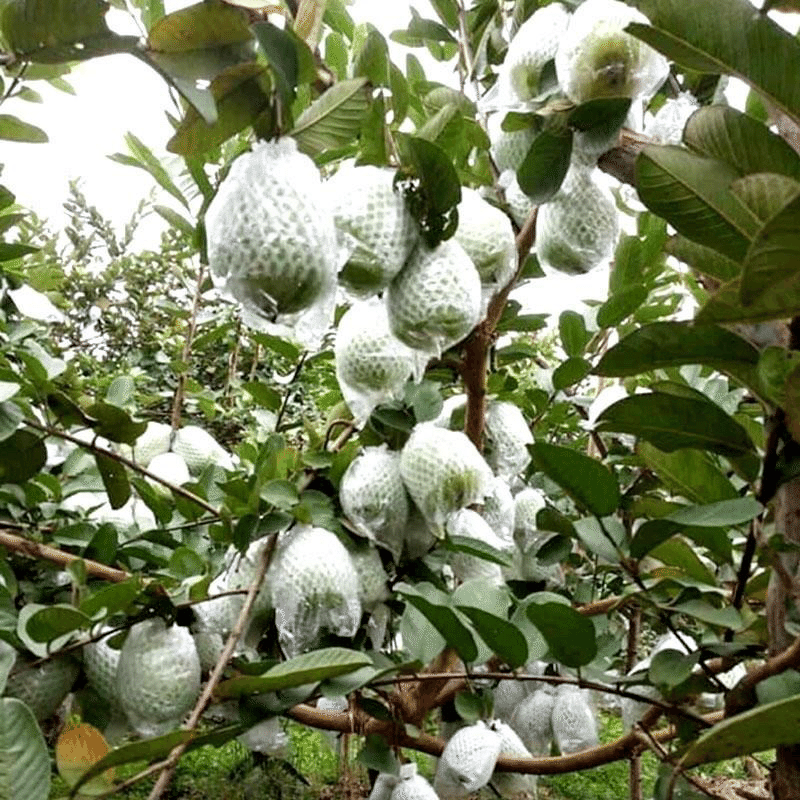 ベトナムのグアバの木 ベトナムハイズオン省タインハー県リエンマック村のグアバについて