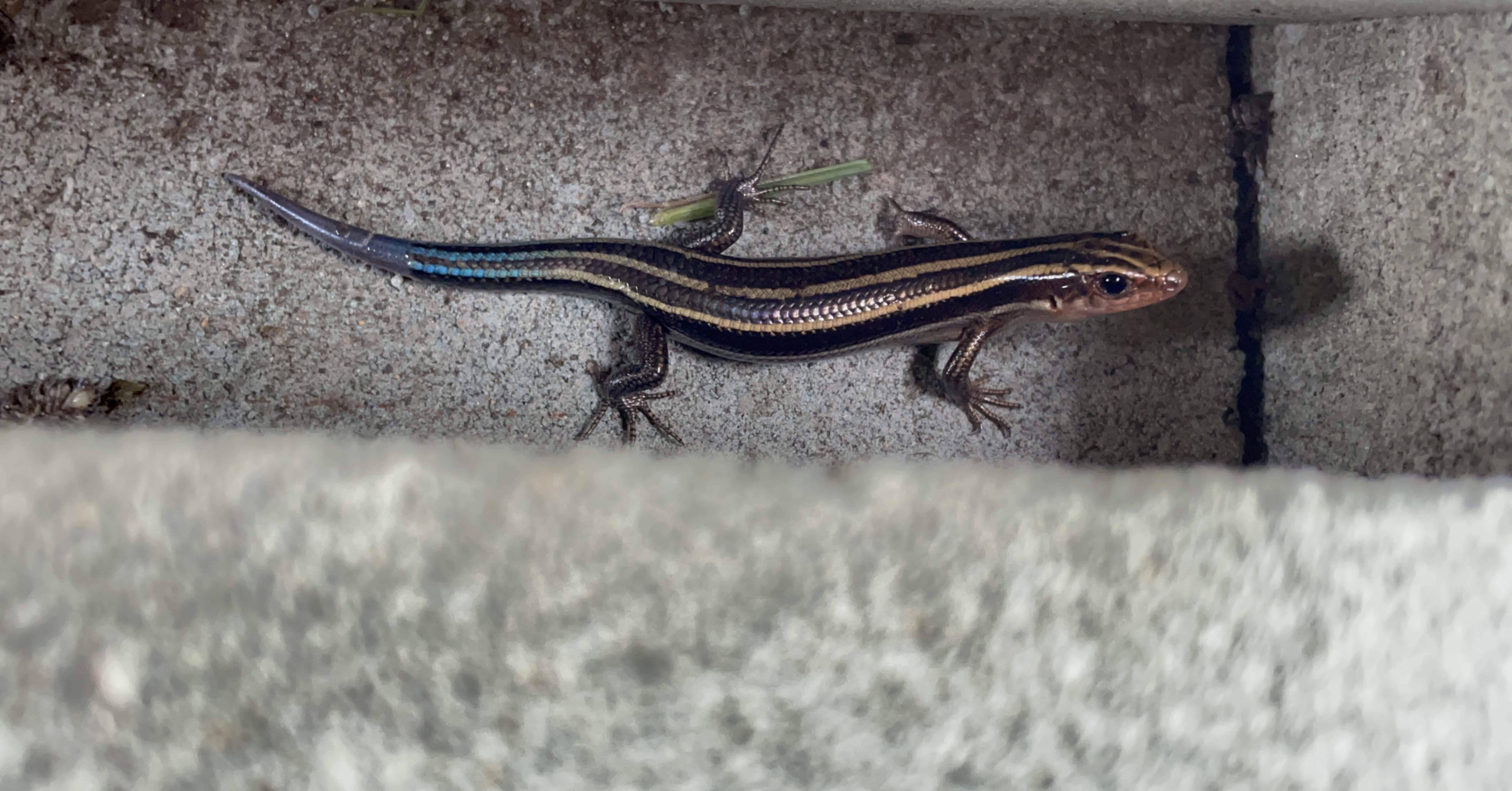 ニジイロトカゲ飼育37日目 Laputa Budgerigars Note ニジイロトカゲ飼育37日目 Laputa Budgerigars Note