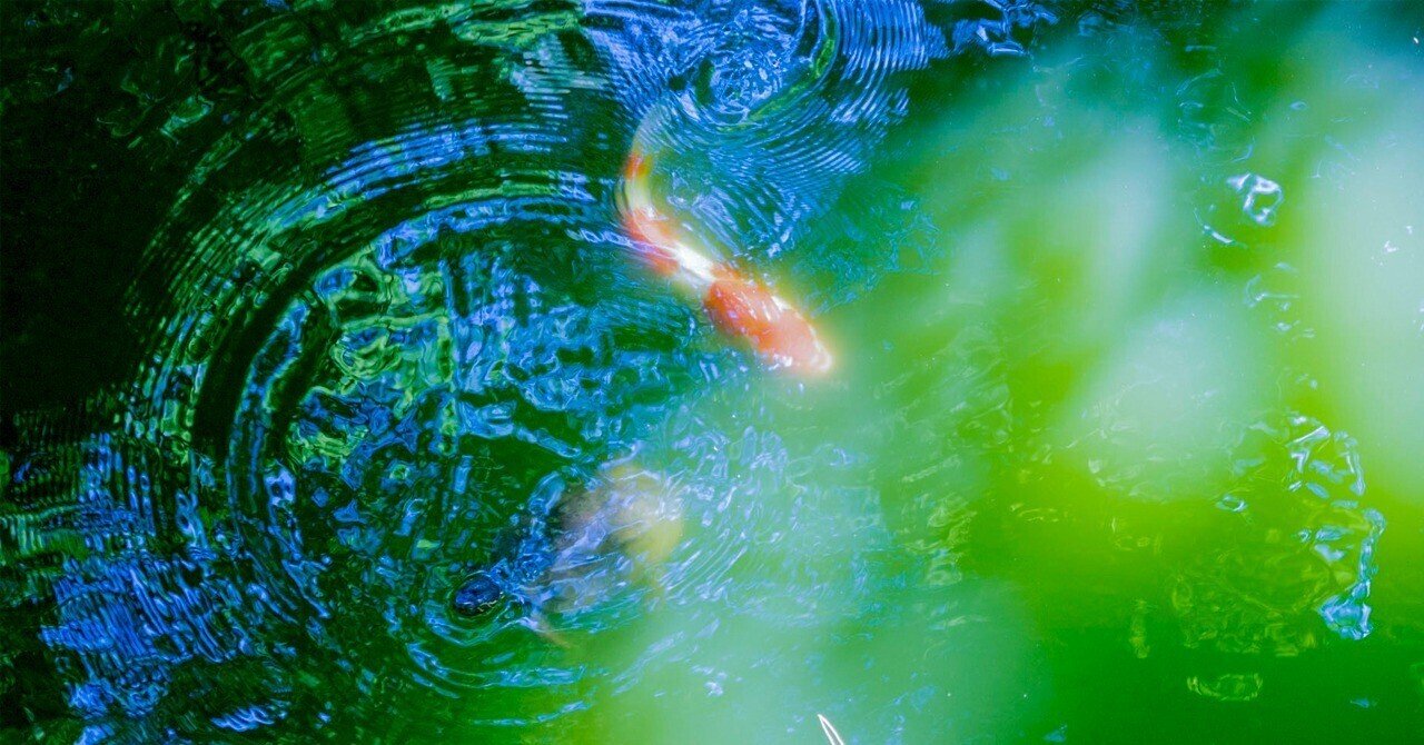 reflection/distortion_fish_09 (photo gallery)|ぷらいまり。