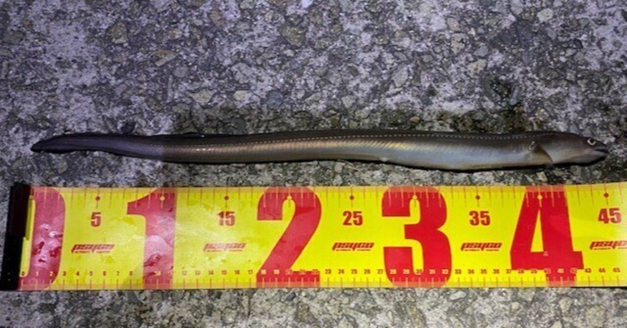 夏でも冬でも釣れる アナゴ釣りでの釣り方や食べ方を詳しく紹介 初心者でも子供でも簡単に楽しめる アナゴの生態も紹介 龍キング 釣り Note 夏でも冬でも釣れる アナゴ釣りでの釣り方や食べ方を詳しく紹介 初心者でも子供でも簡単に楽しめる アナゴの生態も紹介 龍キング 釣り Note