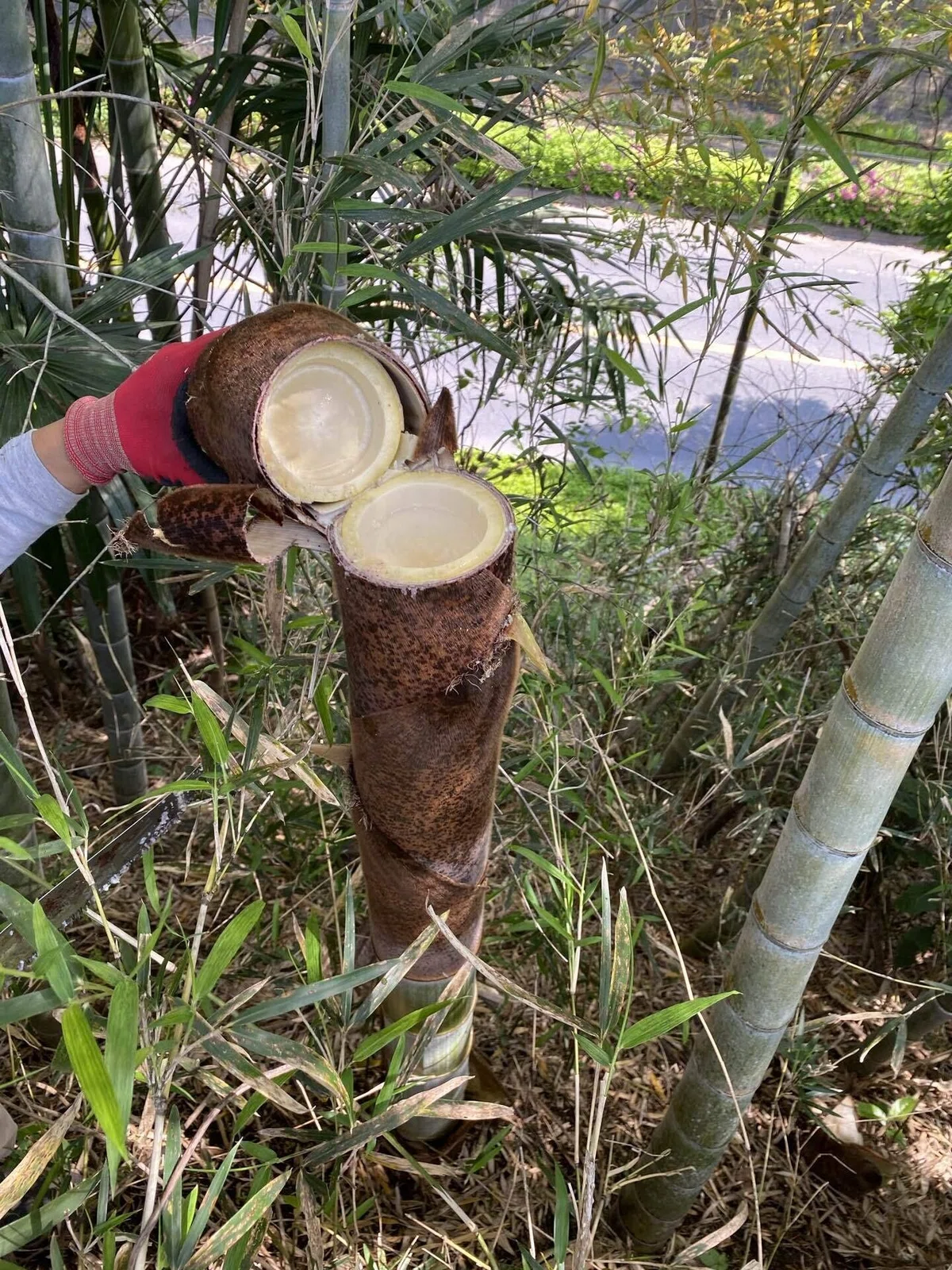 竹水をとる|雑草研究所