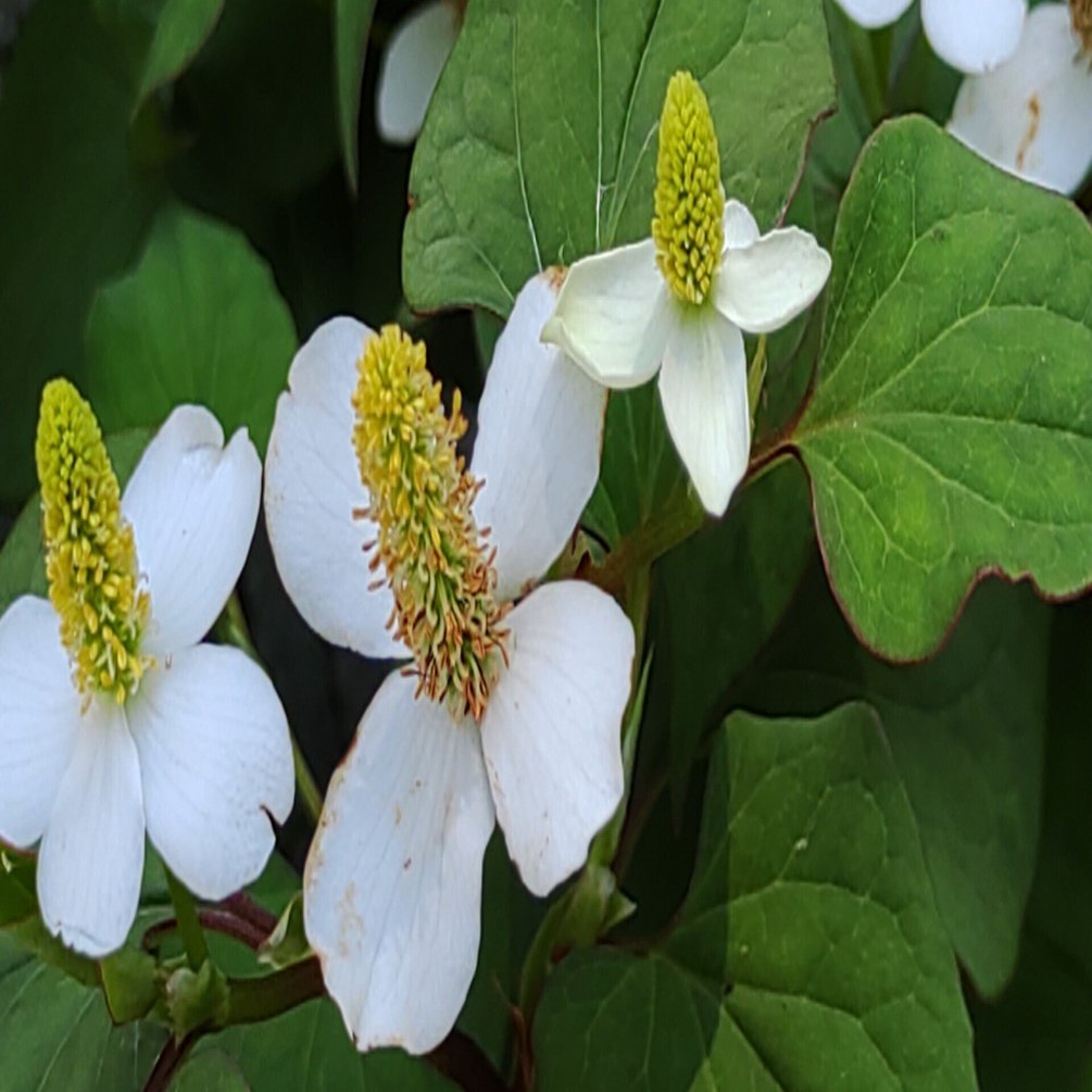 獣害 耕作放棄地対策でドクダミ 産地化へ品質の確保と収益性が鍵 Ja全中 Note編集部 Note