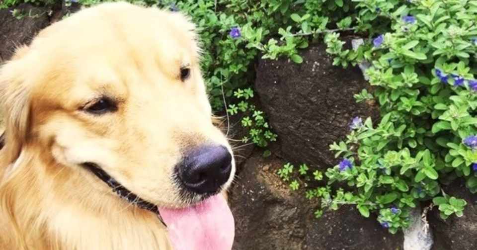 犬と行った那須 青森 伊豆 1日目 松虫あられ Note