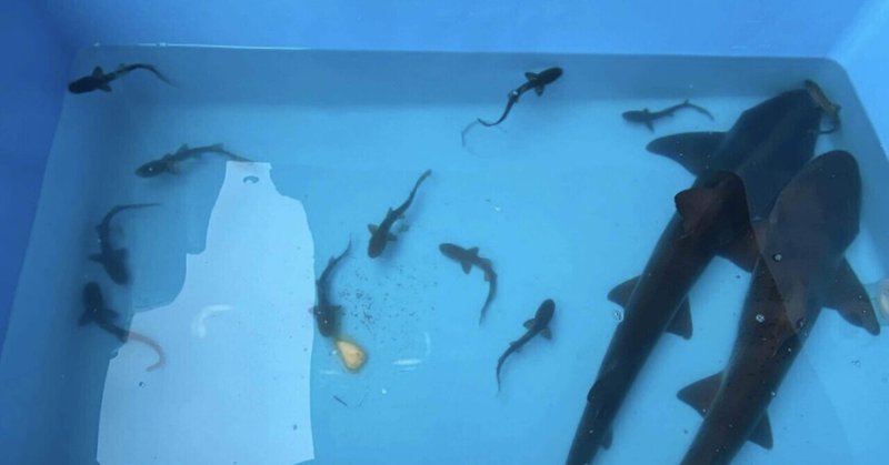 サメ飼育 の新着タグ記事一覧 Note つくる つながる とどける