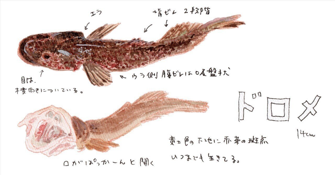 三浦半島釣り魚図鑑 32 ドロメ さんぽ絵ずし Note