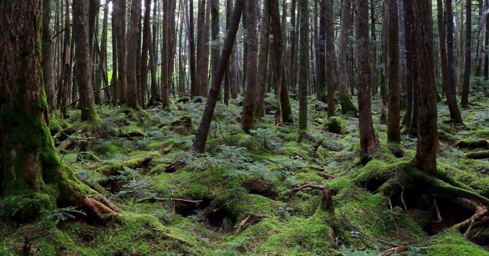 美しい森 その4 森埜猩猩 Morino Syojyo Note 美しい森 その4 森埜猩猩 Morino Syojyo Note