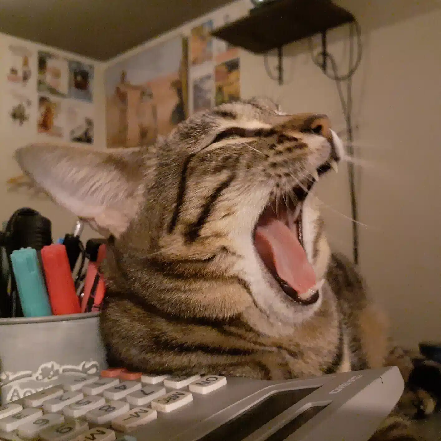 虎ノブユキ