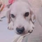 ビーグル犬のぽん太