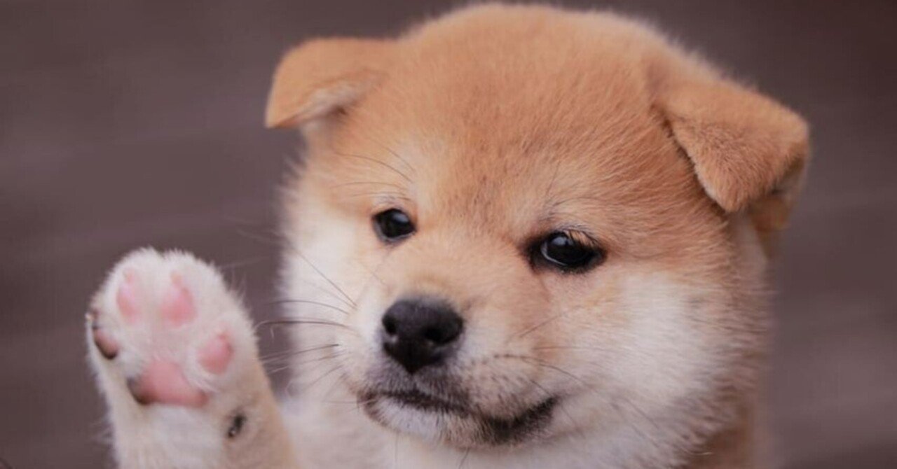 柴犬はなぜこんなにも可愛いのか Motoshi Maehara Note