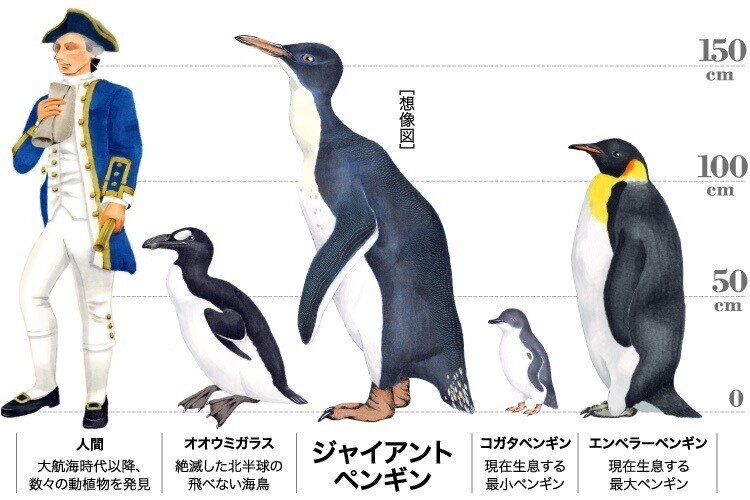 第2129回 元祖ペンギン｜翆野 大地