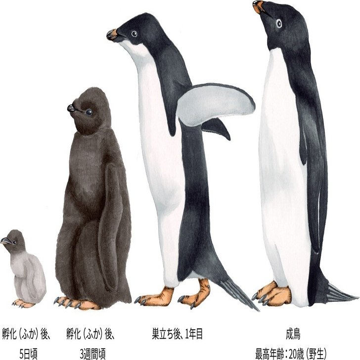 第2129回 元祖ペンギン｜翆野 大地