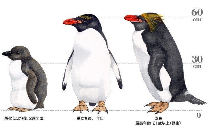 第2129回 元祖ペンギン｜翆野 大地