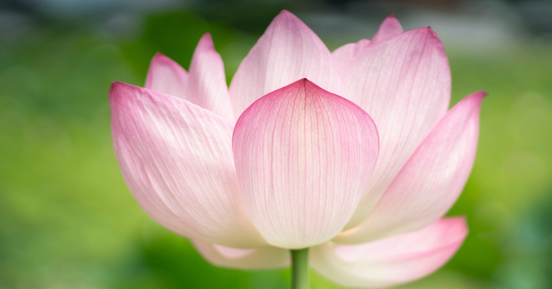 蓮の花 の生命力と想いを込めて みたすくらす 東海の地産情報を地元クリエイターがお届け 蓮の花 の生命力と想いを込めて みたすくらす 東海の地産情報を地元クリエイターがお届け