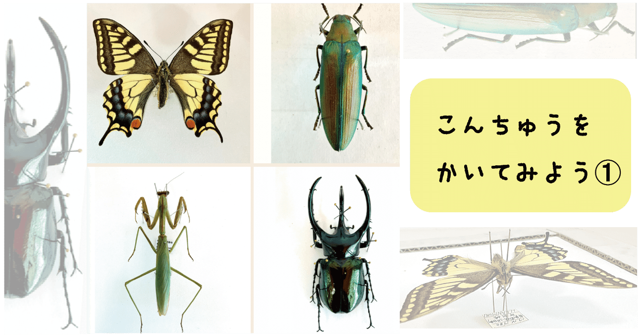 子どもたちが様々な発見と 工夫をこらして昆虫を描きました 前編 こども絵画造形教室ぱれっと Note