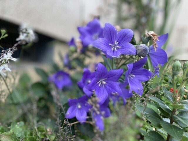 花言葉 ふみっち Note