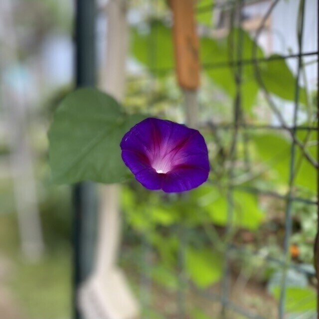 花言葉 ふみっち Note
