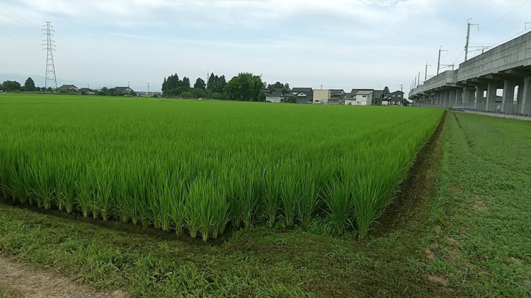 富山。5月のGWに植えた稲が、伸び伸びと育っている。田園風景はいつも芳しい空気に満たされ、穏やかで、心洗われる。