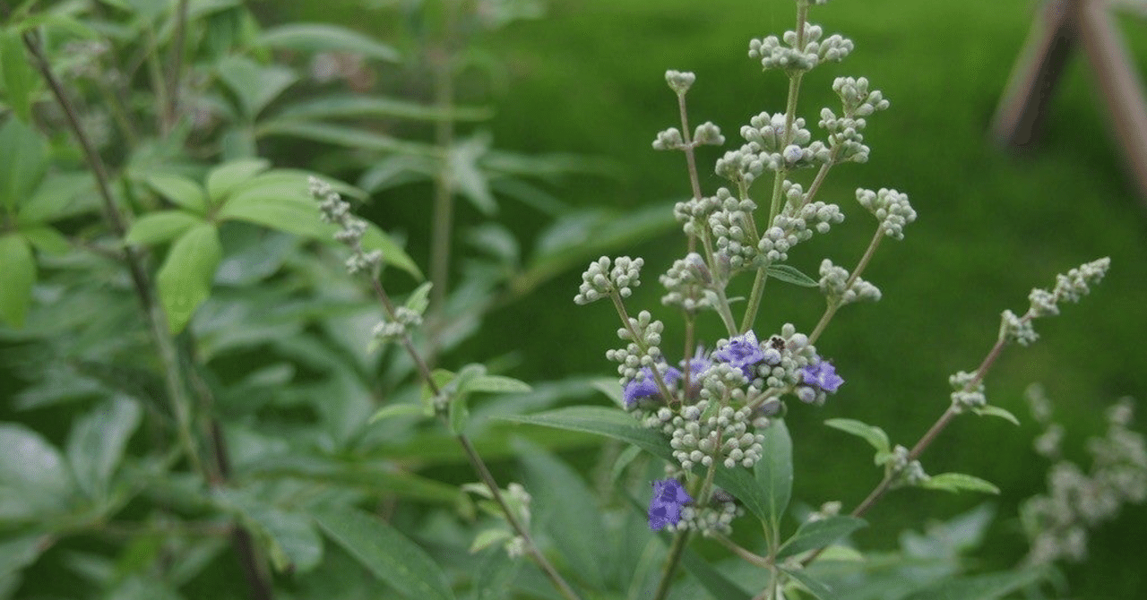 夏の庭からー涼しげな葉色の庭木 西洋ニンジンボク Haco ガーデンプランナー 庭のある暮らし植物のある暮らし Note 夏の庭からー涼しげな葉色の庭木 西洋ニンジンボク Haco ガーデンプランナー 庭のある暮らし植物のある暮らし Note