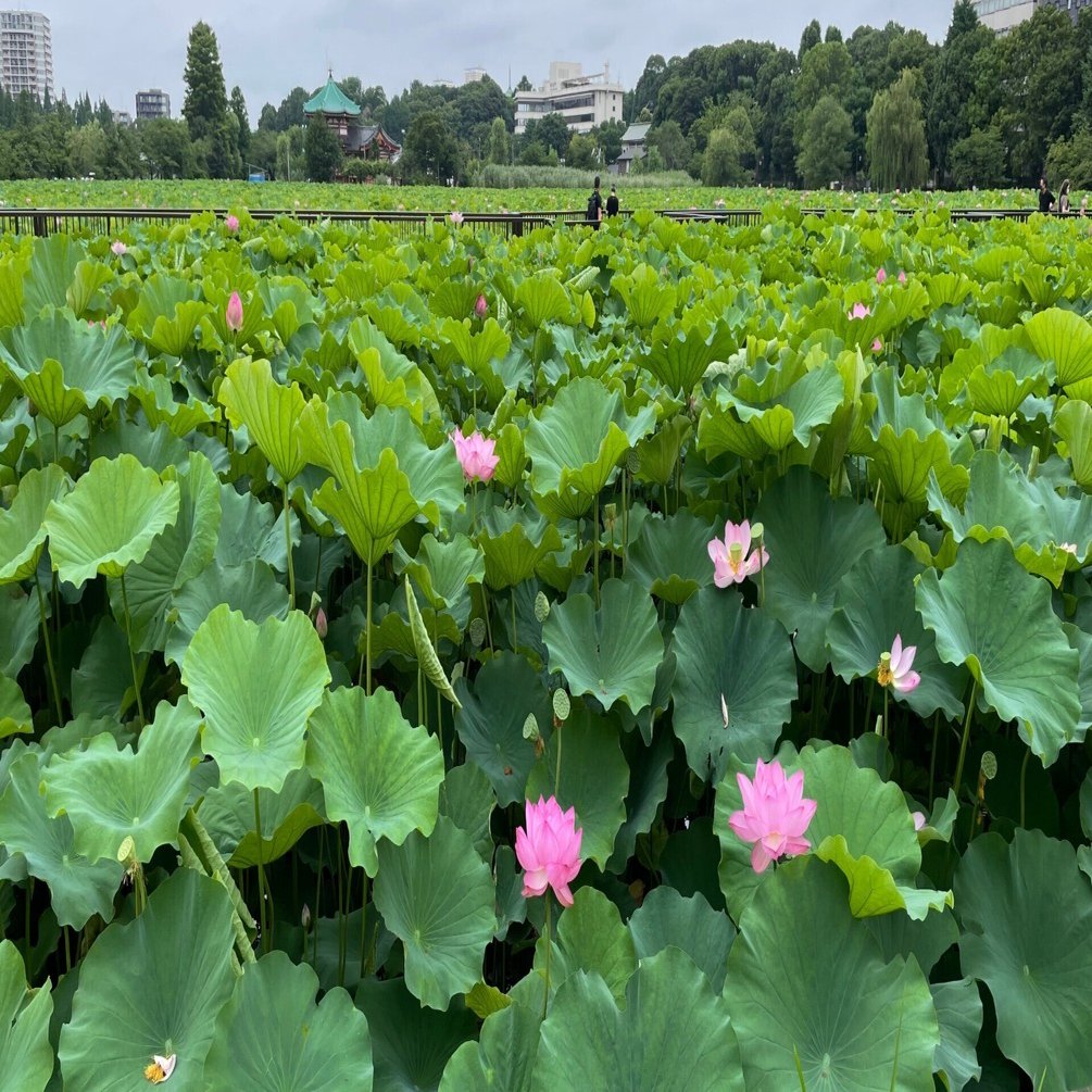 不忍池へ、蓮を観に。｜花と日々 yas