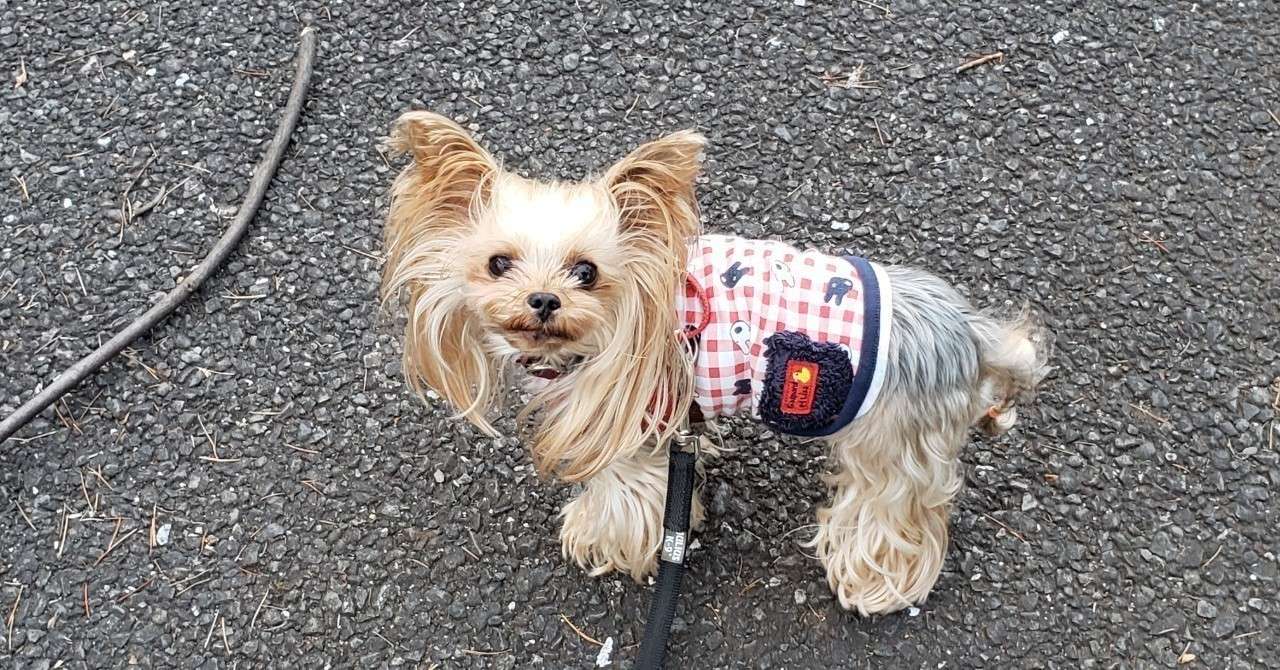 犬と飼い主を繋ぐ Home Training Serene Note