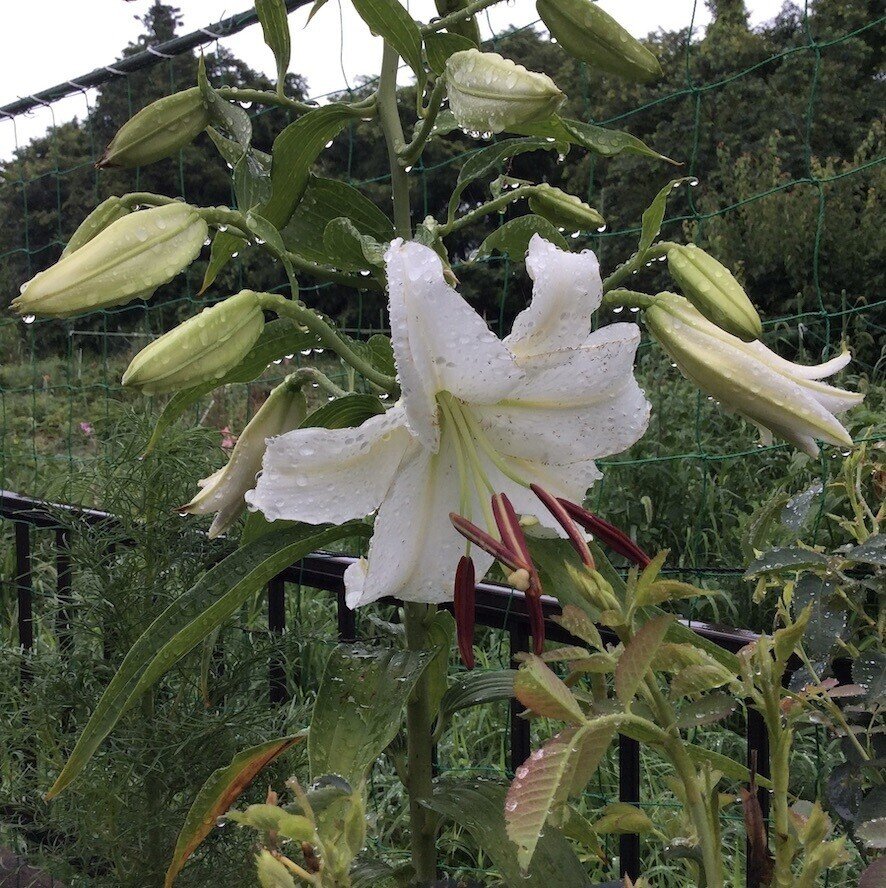 小雨の中 庭の百合が一輪咲きました ユリといえば私の中ではこれですが 実は名前を知らなかったのです なんていう名前の百合なの とカミさんに聞いたら カサブランカ だと教えてくれました 映画 カ かとうひろし Note