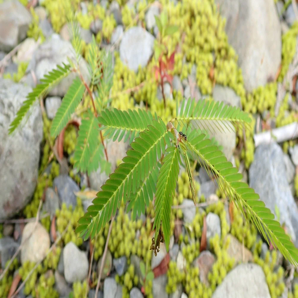 カワラケツメイってどんな植物？｜岡田 遼太郎