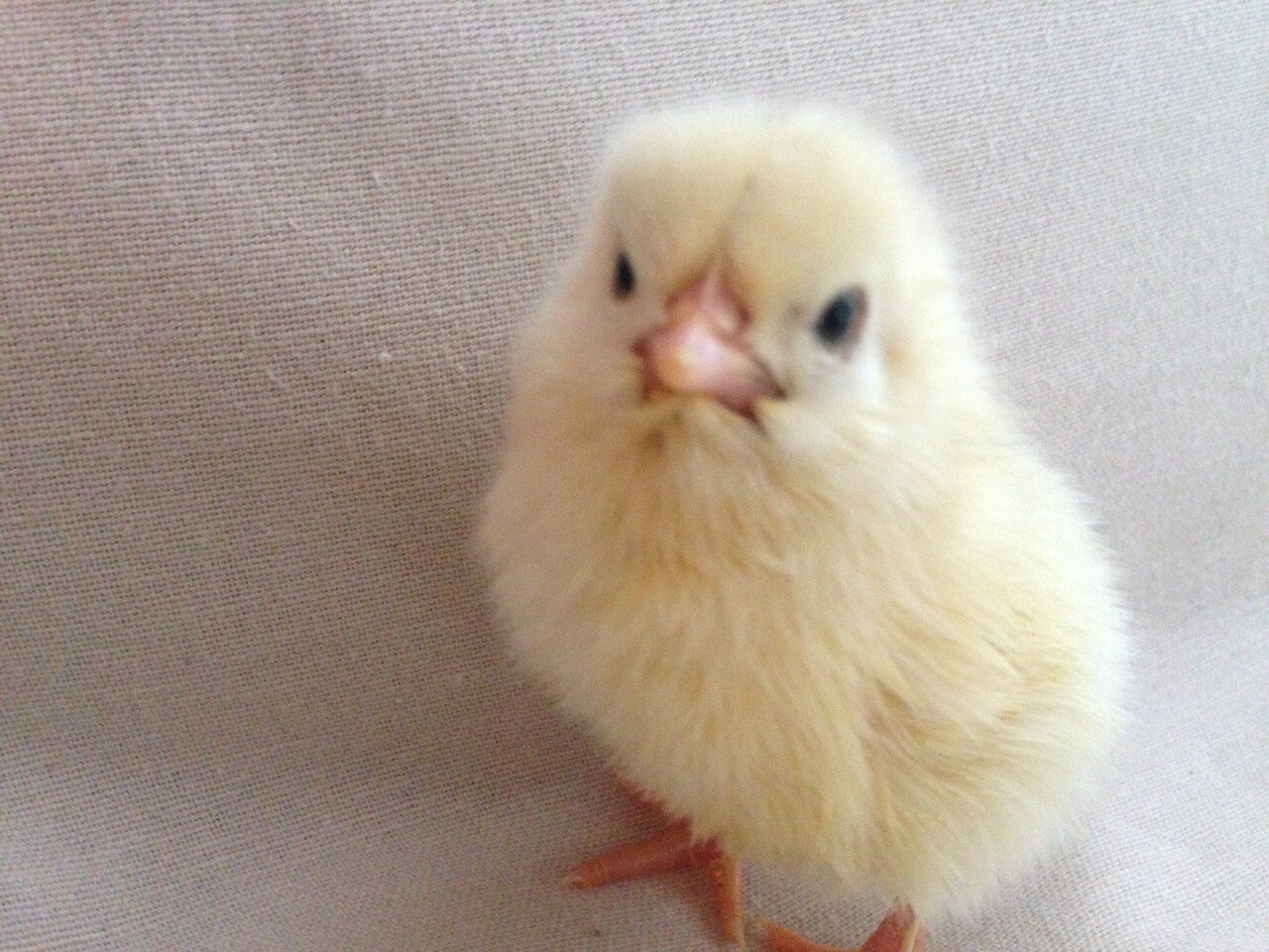 ピオ 鶏舎で泥まみれになってはぐれていた 飼い主が助け出したけれど 看護師の仕事が忙しく面倒見きれないと 我が家でお世話することに めちゃくちゃ可愛いしなつく どこでもついてくるから健気で愛おしい 池本 Sardelli 毎日更新 Note