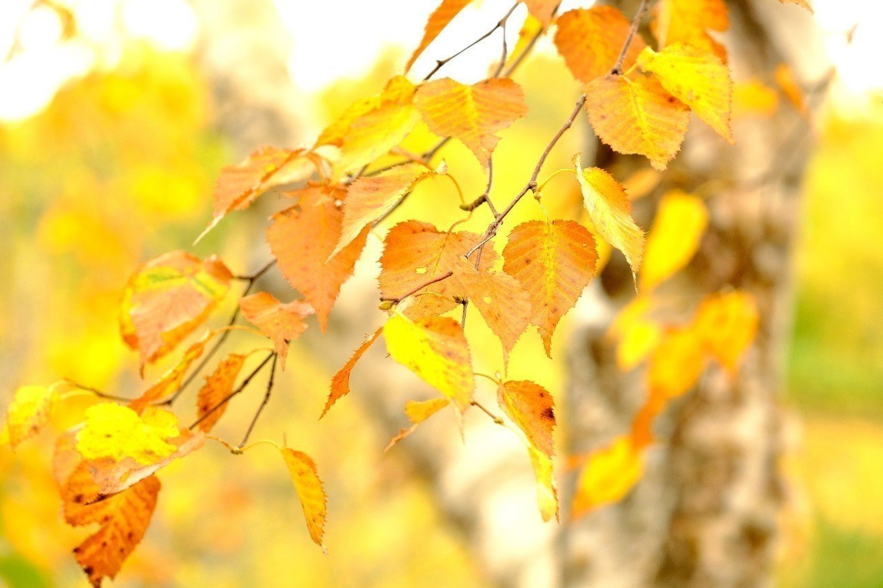優しい黄色に色づくダケカンバ Hhaannaaiihh Note 優しい黄色に色づくダケカンバ Hhaannaaiihh Note