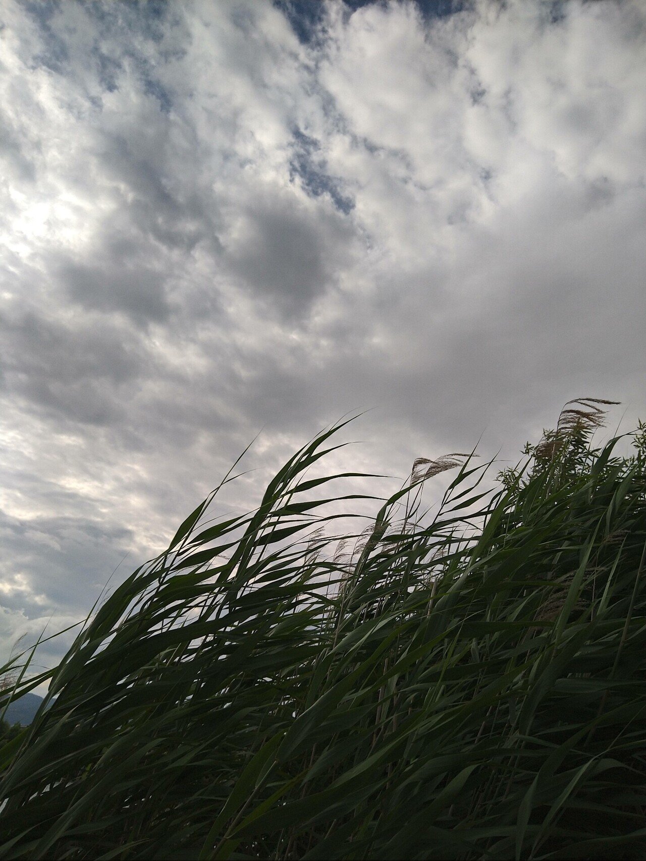 風流れ 時流れ 雲色の空 時代を遷す タヌキ寝入りパンダ タヌパン Note