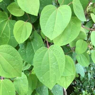 水樹和佳(現・水樹和佳子) 直筆イラスト入りサイン色紙 水樹和佳(現