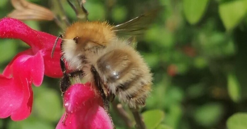 今年のフランス、例年になくハチが異常に多くてビックリ！