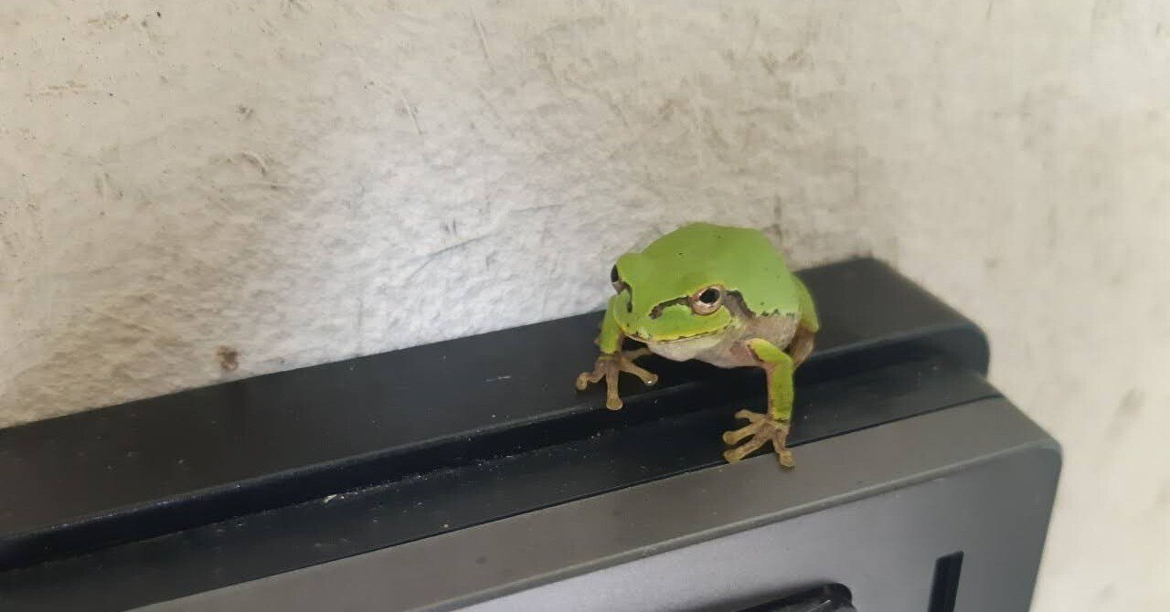 山田のかえるちゃん紹介｜えみりの山田くらし