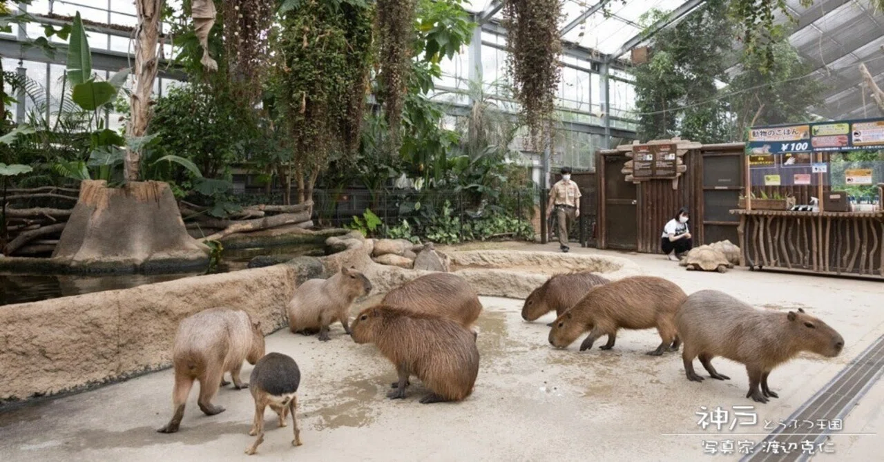All-Weather, All-Ages: Kobe Animal Kingdom｜カピバラ写真家〇渡辺克仁