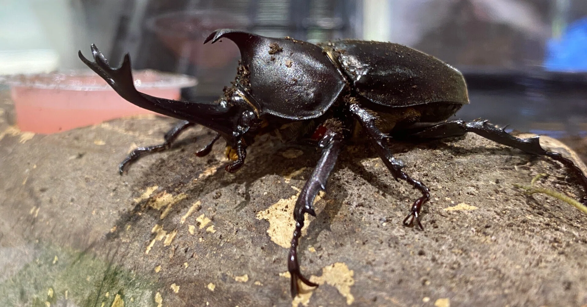 カブトムシの羽化 川崎市黒川青少年野外活動センター Note カブトムシの羽化 川崎市黒川青少年野外活動センター Note