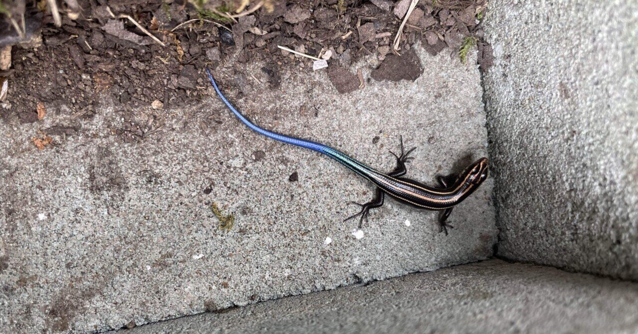 ニホントカゲ飼育41日目｜Laputa Budgerigars