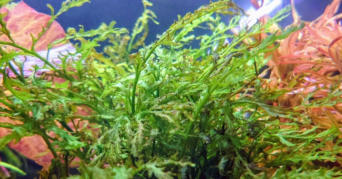 1ヶ月間無換水で水槽環境を維持する方法とは？｜bonobono_armor