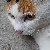 ウオズミユウ