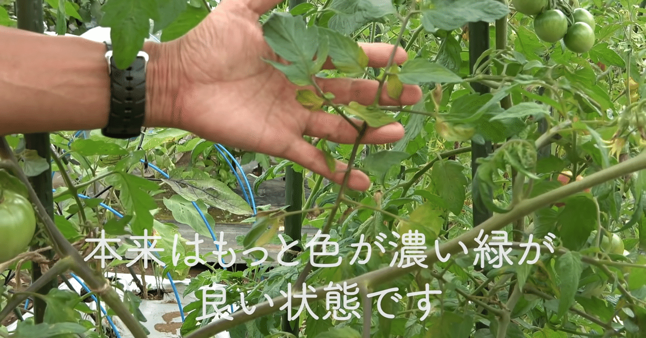 家庭菜園 夏野菜が弱っているときのサインをご紹介 井上寅雄農園 井上隆太朗 Note 家庭菜園 夏野菜が弱っているときのサインをご紹介 井上寅雄農園 井上隆太朗 Note