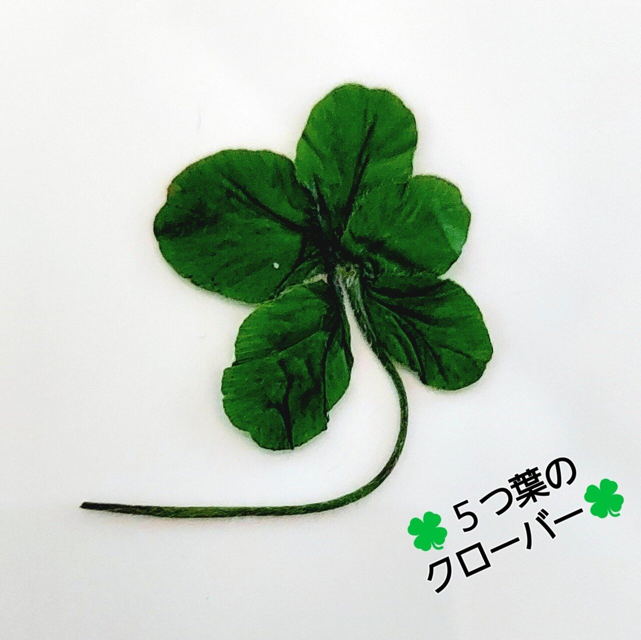 今日は 満月で スーパームーンですよ しかも５つ葉クローバー もみつけました 5つ葉の花言葉は 愛 希望 健康 知恵 財運と5つの意味があります クローバーの葉が四つ葉になる確率は 10万分の もんちゃん Note