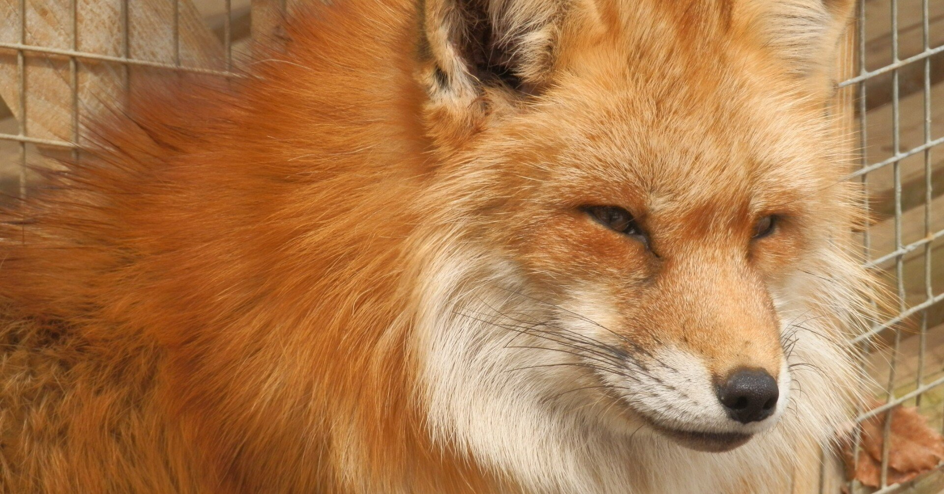 キツネ村】お狐さまをモフろう｜E-kan株式会社