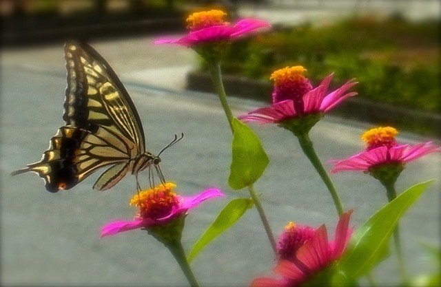 この瞬間、この花を選んだ蝶に出会った。それも、出会い。忘れられない光景。