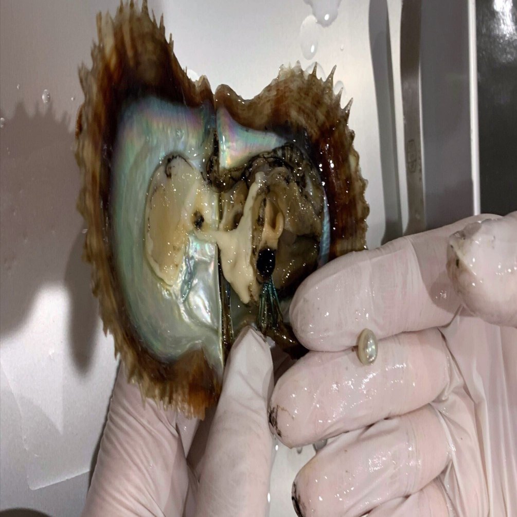 世界を拓こう 真珠のはなし 後半 桂田祐介 Note