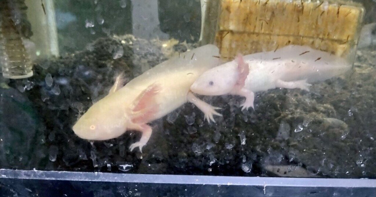 ウーパールーパーの飼育水槽における苔発生との格闘 ウ パ ル パ 研究室 はるらぼ Note