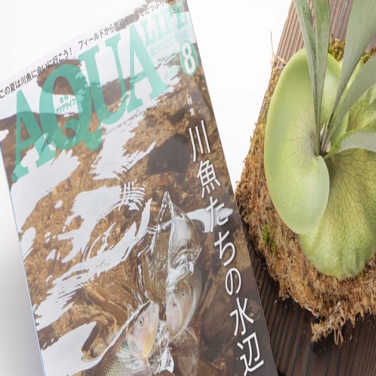 王道インテリアプランツ「ビカクシダ」の入り口【月刊アクアライフ 8月