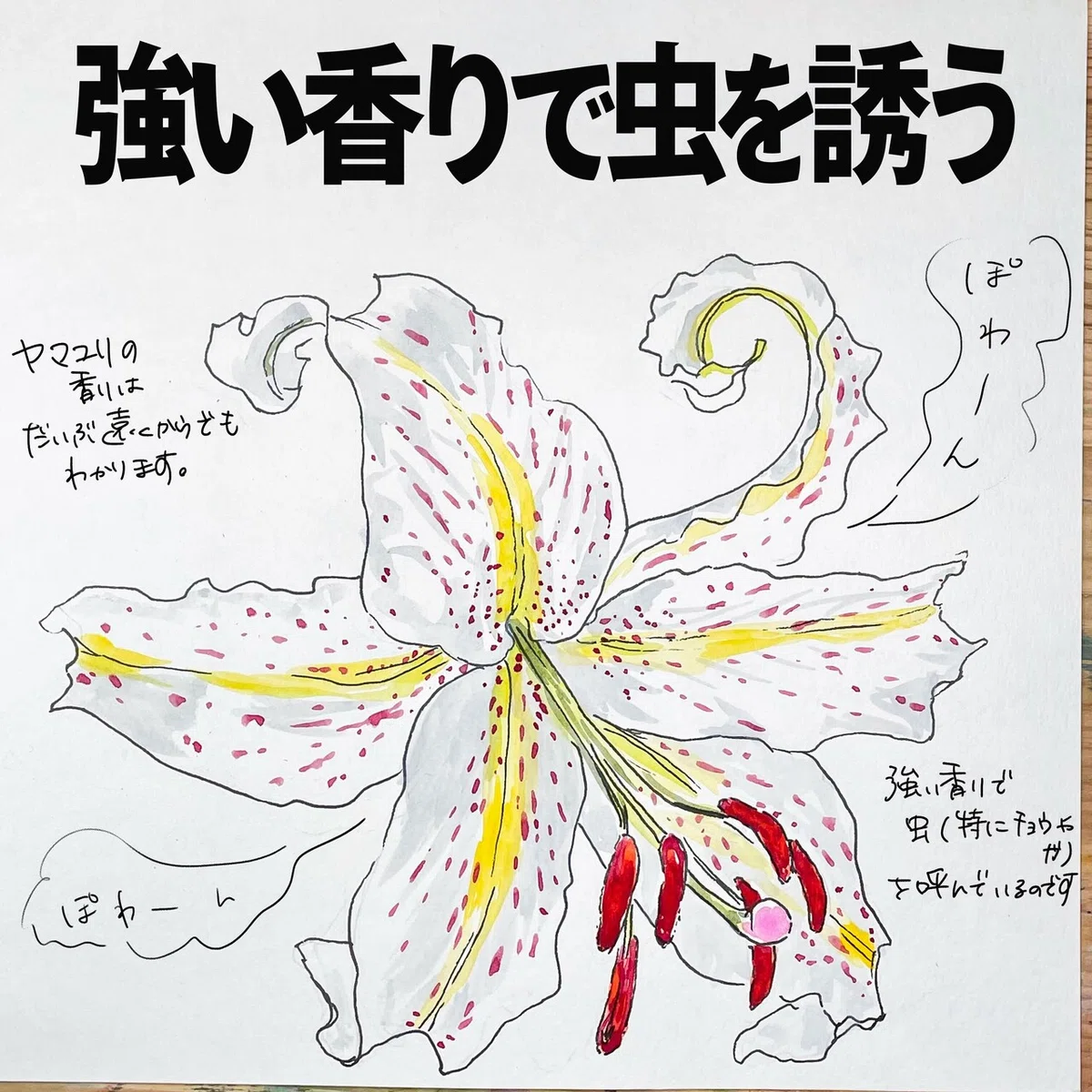 強い香りで虫を誘う｜ヤマユリ｜くますけ｜自然ガイド・クリエイター