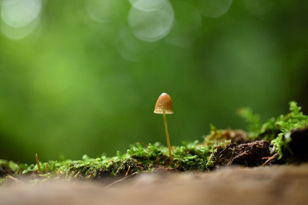 報告 キノコ博士と歩く 寿庵きのこクラブ 第9回 夏のキノコを探す 7 9 大山ゲストハウス寿庵 Note 報告 キノコ博士と歩く 寿庵きのこクラブ 第9回 夏のキノコを探す 7 9 大山ゲストハウス寿庵 Note