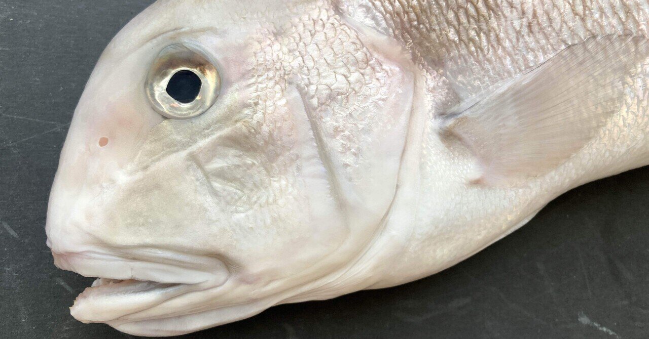 幻の高級魚 白甘鯛を食べ尽くす 古谷 真知子 家庭料理コンサルタント Note